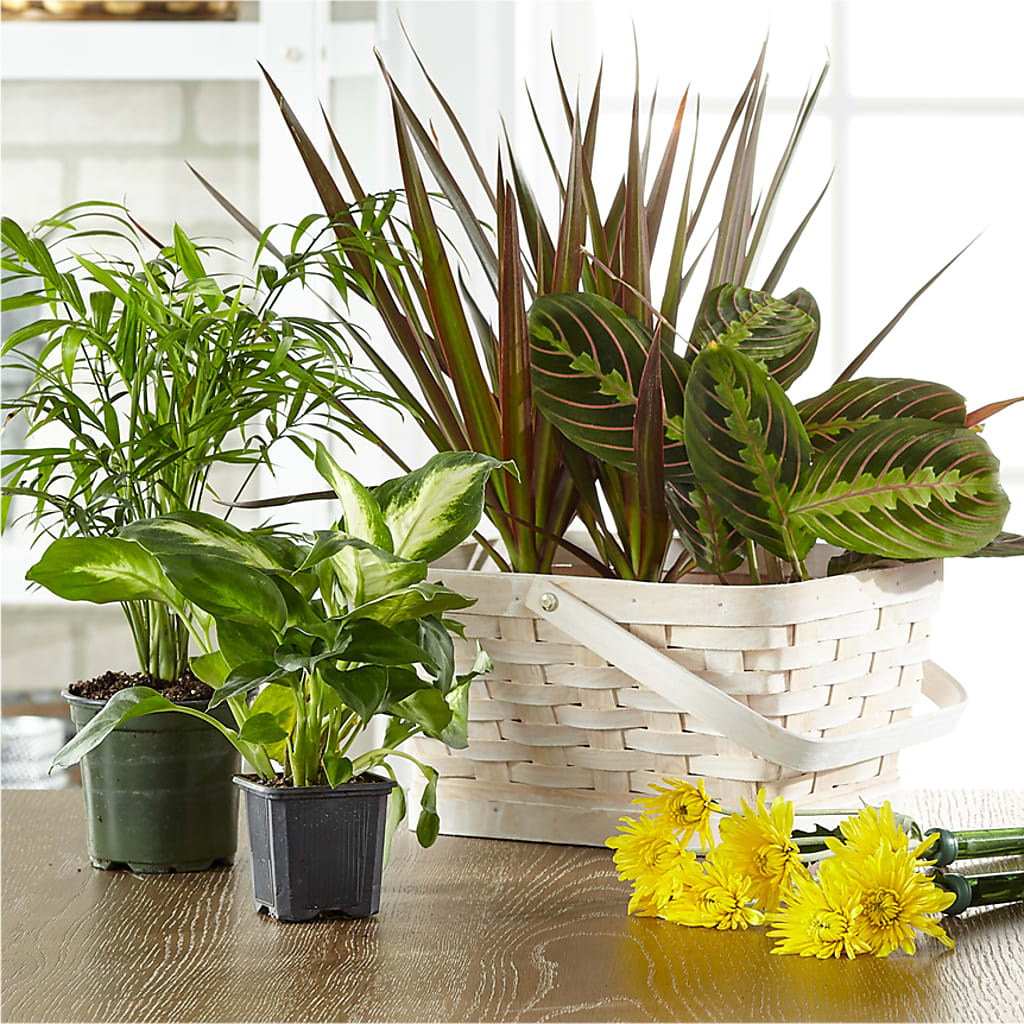Florist Designed Blooming and Green Plants in a Basket – Harris Teeter, Matthews NC