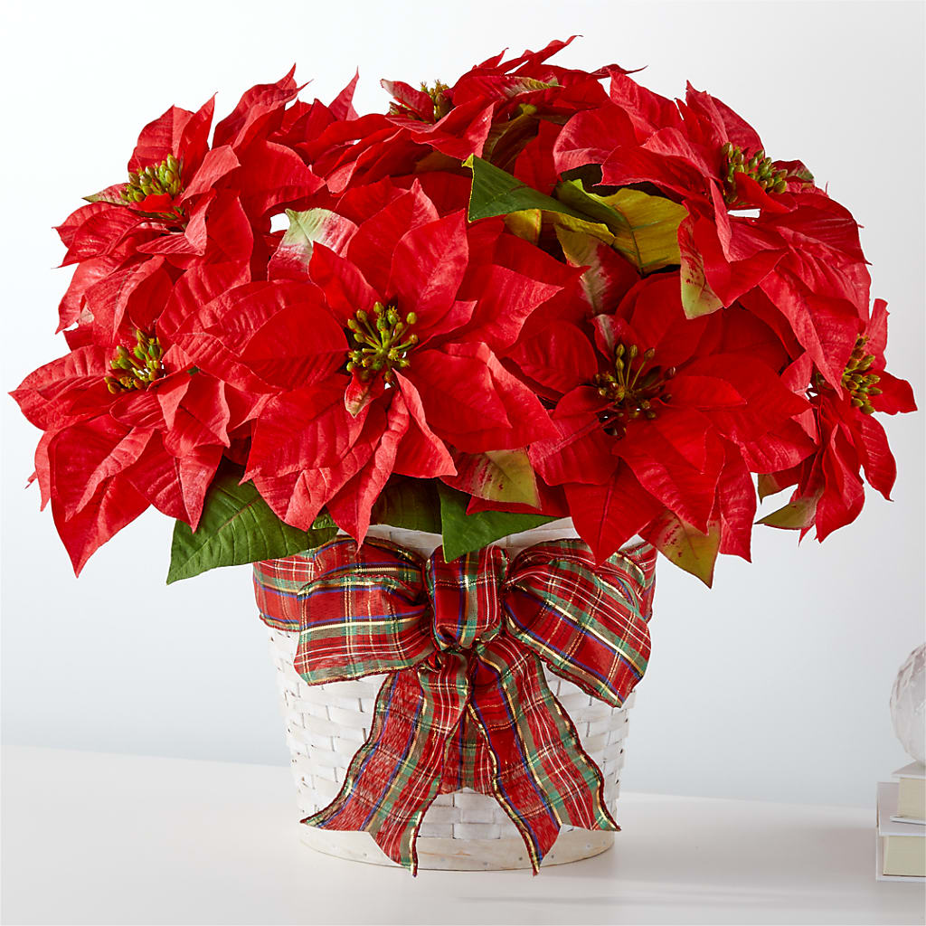 Happiest Holidays Poinsettia – Harris Teeter, Matthews NC