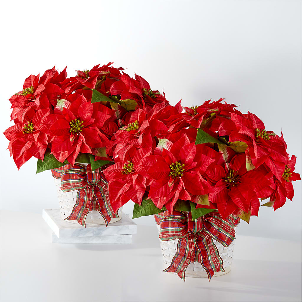 Happiest Holidays Poinsettia Bundle – Harris Teeter, Matthews NC