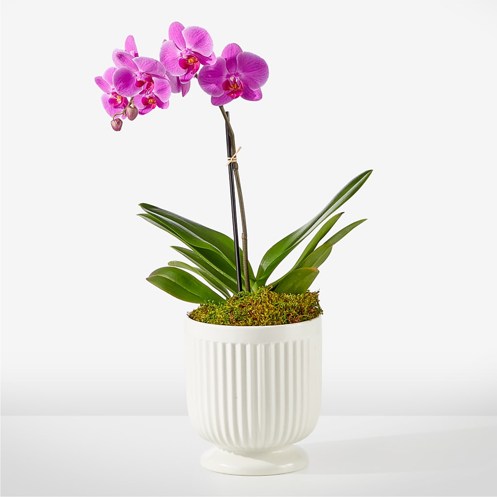 Friendly Fuchsia Orchid – Harris Teeter, Matthews NC