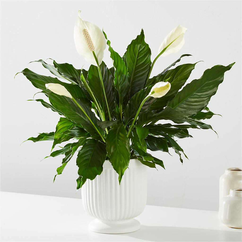 Comfort Planter – Harris Teeter, Matthews NC