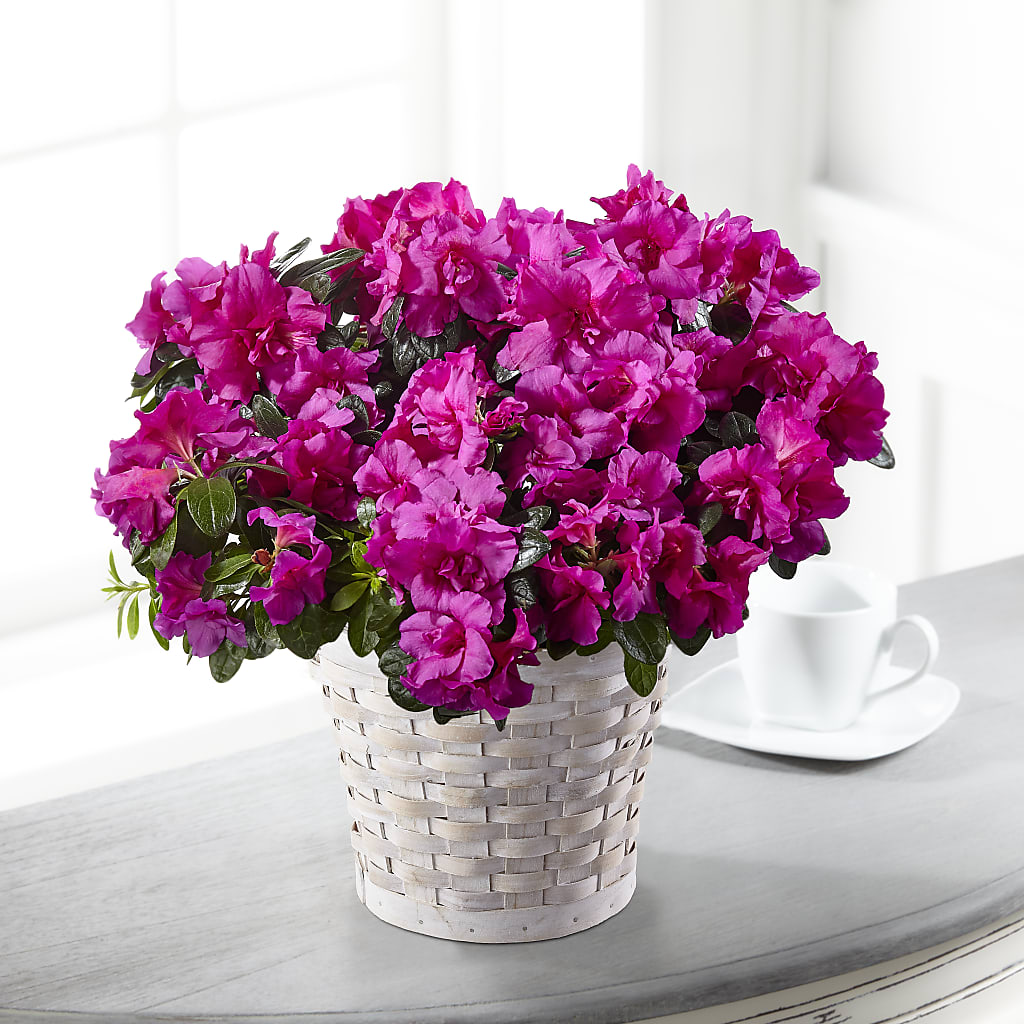 azalea house plants Hope & Serenity Azalea Plant