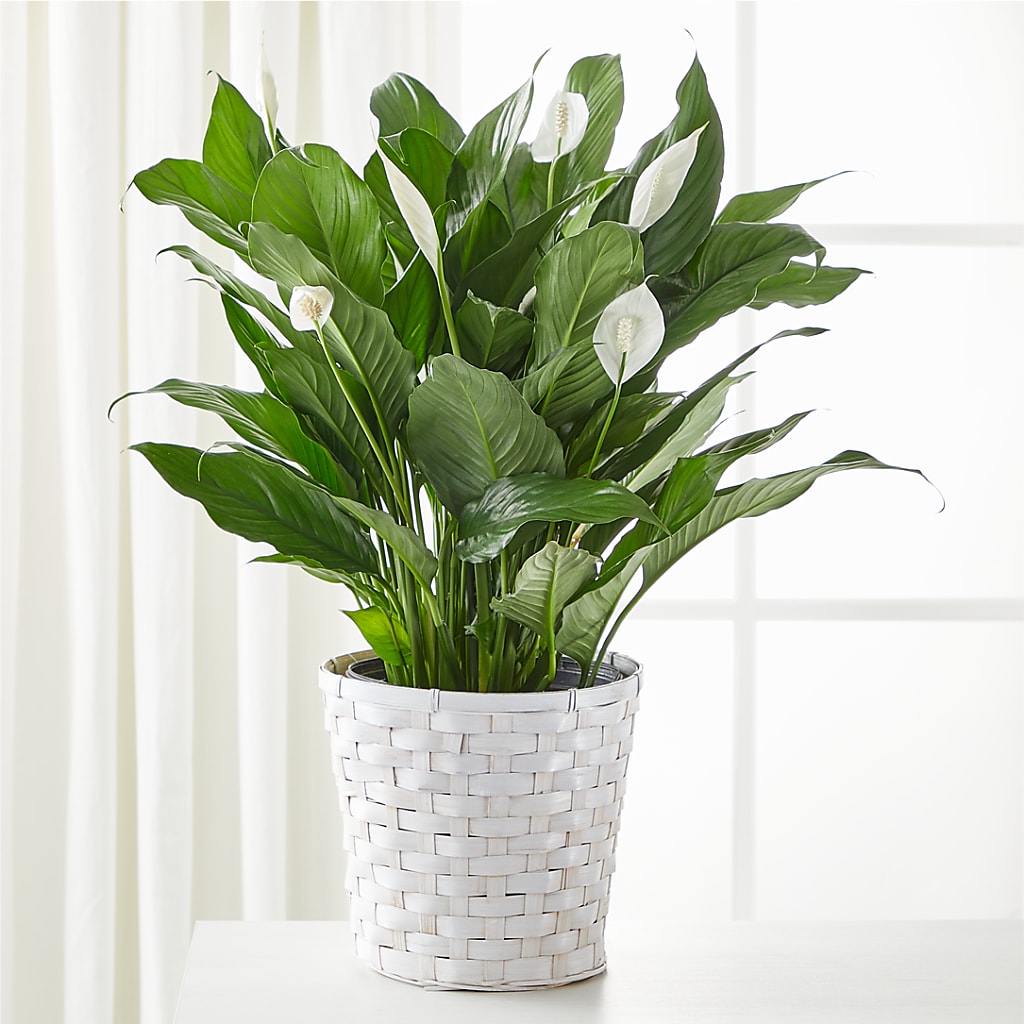 A New Leaf Peace Lily – Harris Teeter, Matthews NC