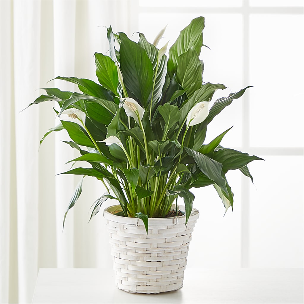 A New Leaf Peace Lily – Harris Teeter, Matthews NC