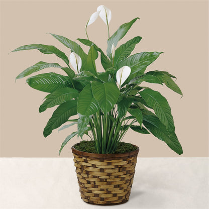 Tranquil Moments Peace Lily Plant –  Harris Teeter, Matthews NC