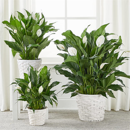 A New Leaf Peace Lily –  Harris Teeter, Matthews NC