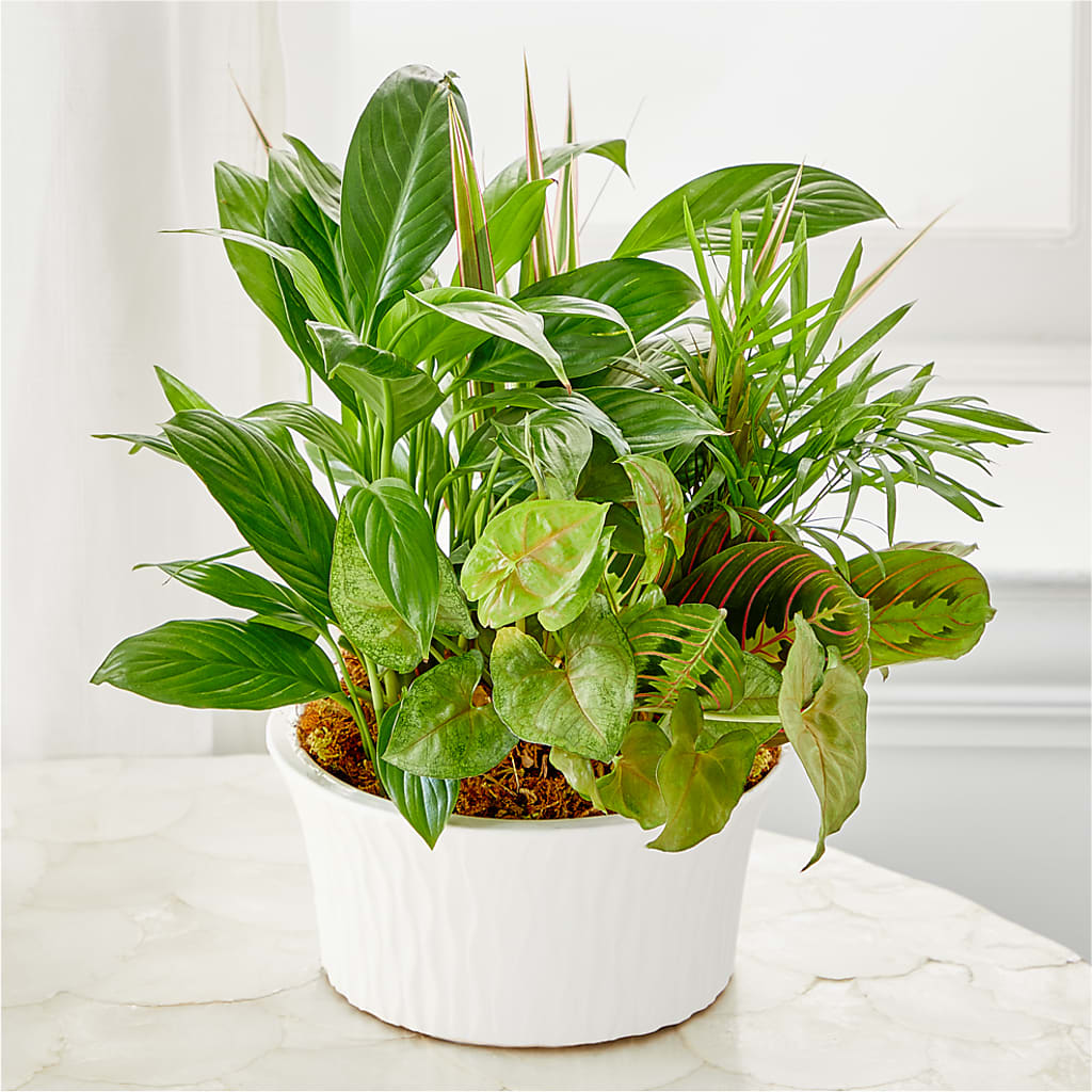 Balance & Harmony Dishgarden –  Harris Teeter, Matthews NC