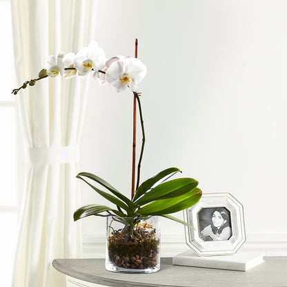 White Orchid Planter –  Harris Teeter, Matthews NC