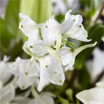 Classic Ivory – A Florist Original –  Harris Teeter, Matthews NC